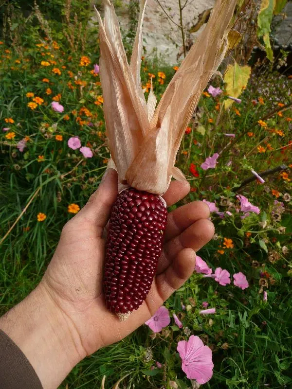 Graines biologiques reproductibles de Maïs "Fraise" - Pensez Sauvage
