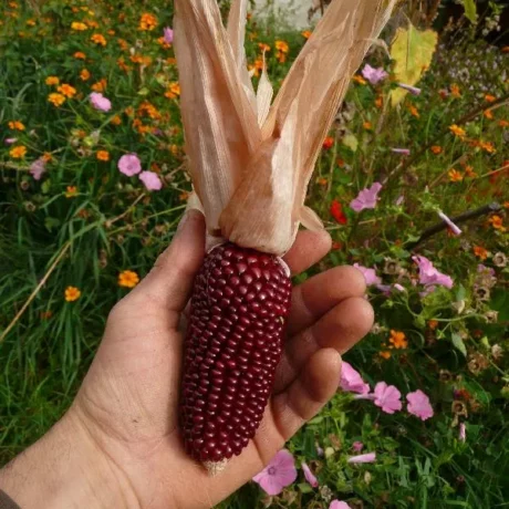 Graines biologiques reproductibles de Maïs "Fraise" - Pensez Sauvage