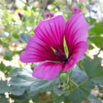 Malope Trifida