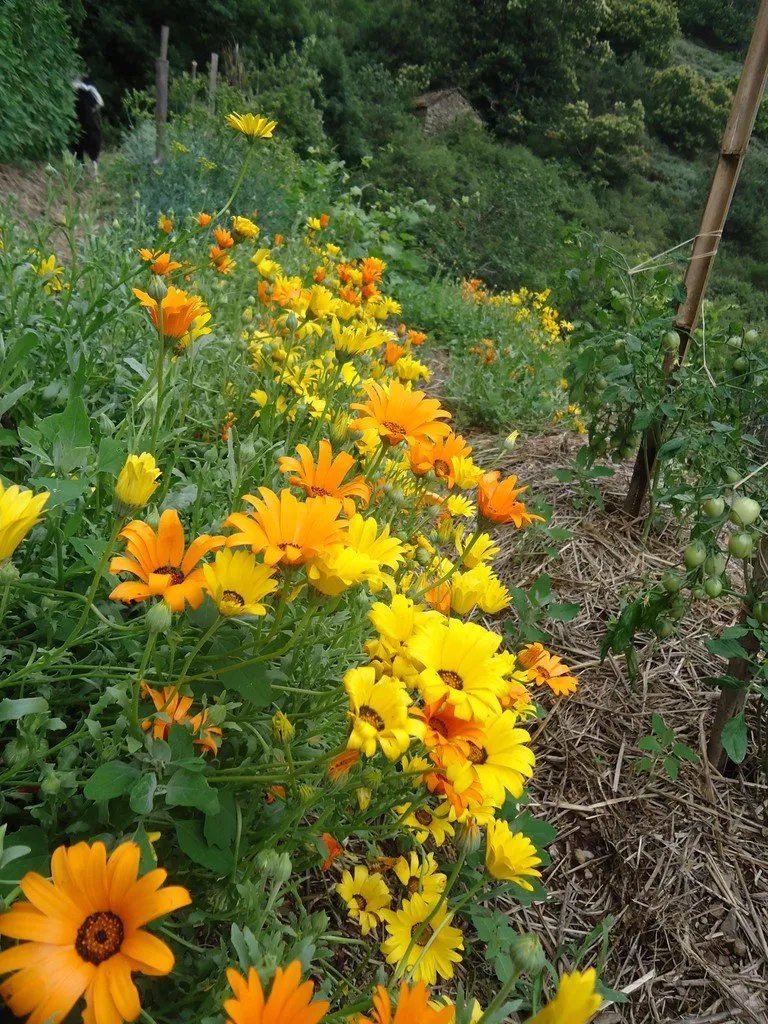 Des Marguerites Africaines en culture dans les jardins de Pense Sauvage
