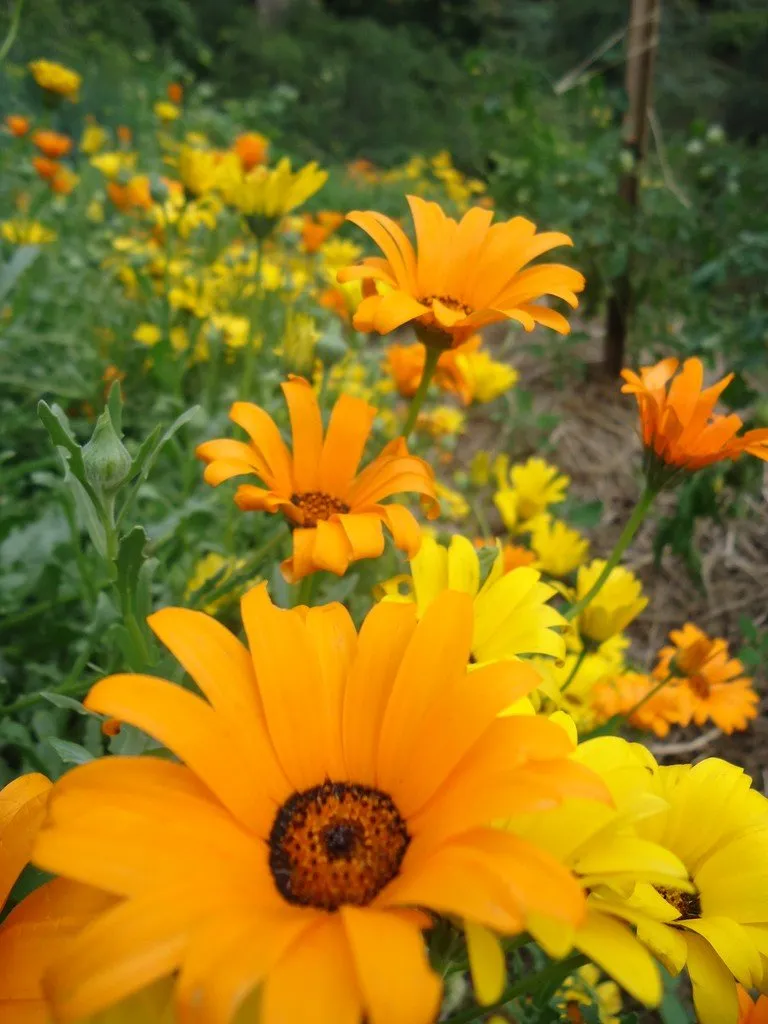 Des Marguerites africaines en plein en train de faire une course