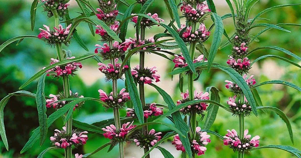La photo nous montre cinq fleurs de marijuanilla