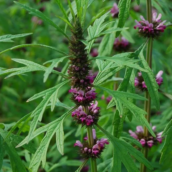 La photo nous montre une petite fleur de marijuanilla