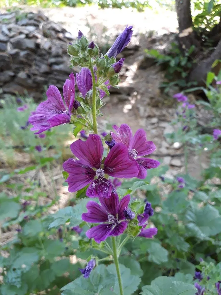 Sur cette photo nous voyons quelques pieds de mauve de Mauritanie dans le jardin