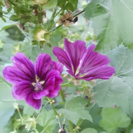 L'image montre deux fleurs de mauve de mauritanie, elles sont violettes et on voit le feuillage