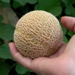 Melon "Minnesota Midget"