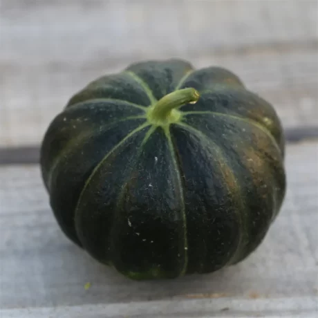 Graines biologiques reproductibles de Melon Noir des Carmes - Pensez Sauvage
