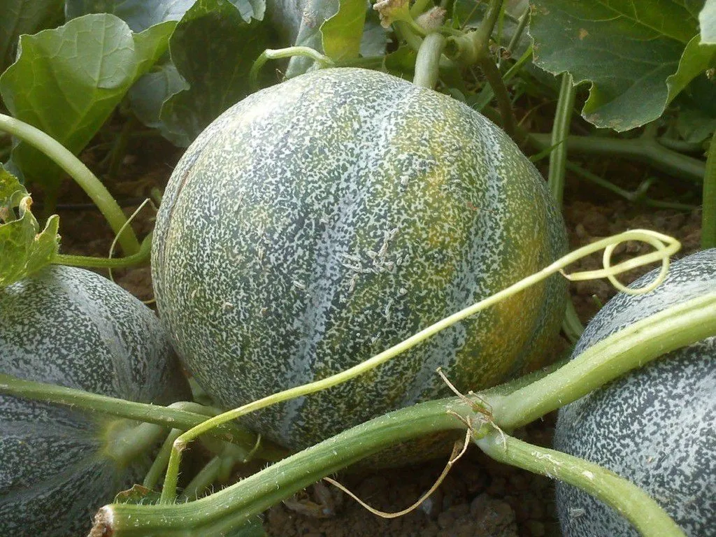 semences paysannes de Melon Petit Gris de Rennes