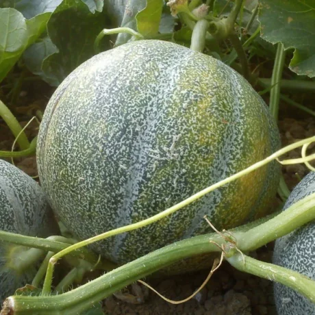 semences paysannes de Melon Petit Gris de Rennes