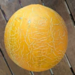 Melon Tavrichanka