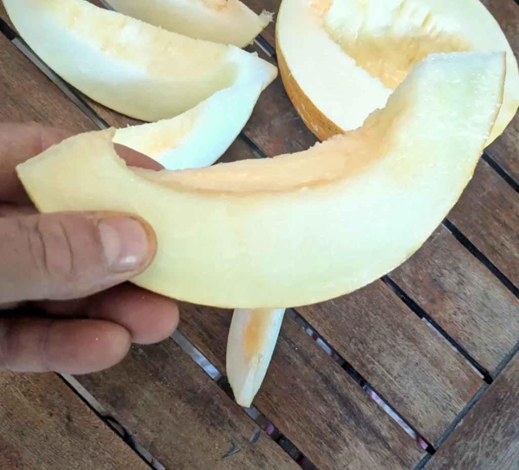Tranche de melon Tavrichanka tenue à la main, montrant sa chair blanche épaisse, juteuse et croquante. En arrière-plan, plusieurs quartiers de melon coupés reposent sur une table en bois. On distingue la peau jaune orangée typique de cette variété ancienne originaire d’Ukraine, cultivée à partir de semences bio. La texture ferme et brillante de la chair laisse deviner un fruit très sucré et rafraîchissant.