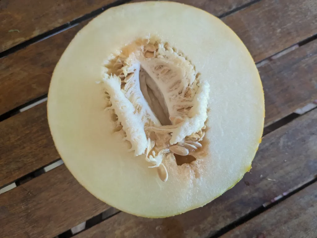 Graines biologiques reproductibles de Melon Tavrichanka - Pensez Sauvage