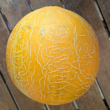 Gros plan sur un melon Tavrichanka bien mûr, posé sur une table en bois. Le fruit est rond, à peau jaune orangée marquée de fines craquelures blanches formant un léger réseau réticulé. Ce maillage délicat, typique de la variété, indique une maturation complète. Le melon provient d’une culture naturelle issue de semences anciennes, caractérisée par une chair blanche croquante et très sucrée.