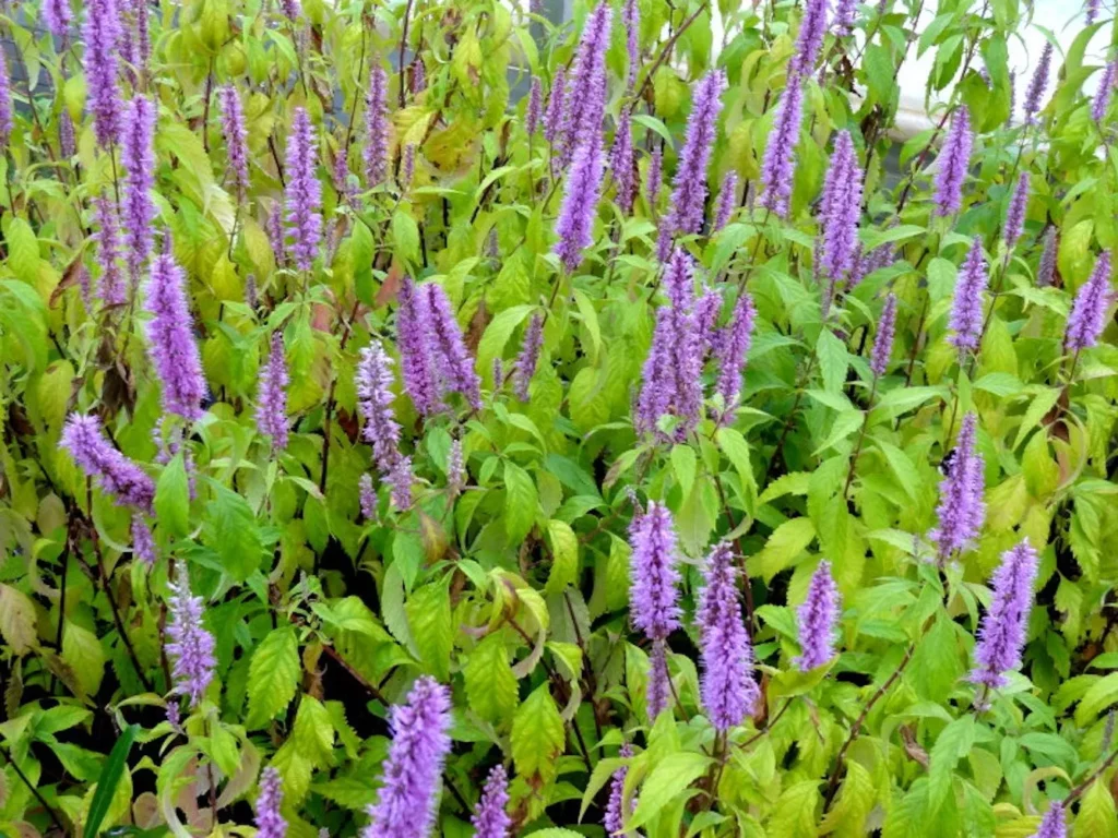 La photo nous montre plein de fleurs violettes de menthe en arbre