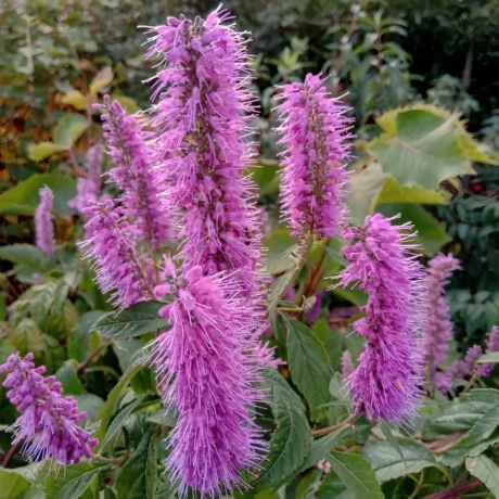 Semences biologiques et reproductibles de menthe en arbre