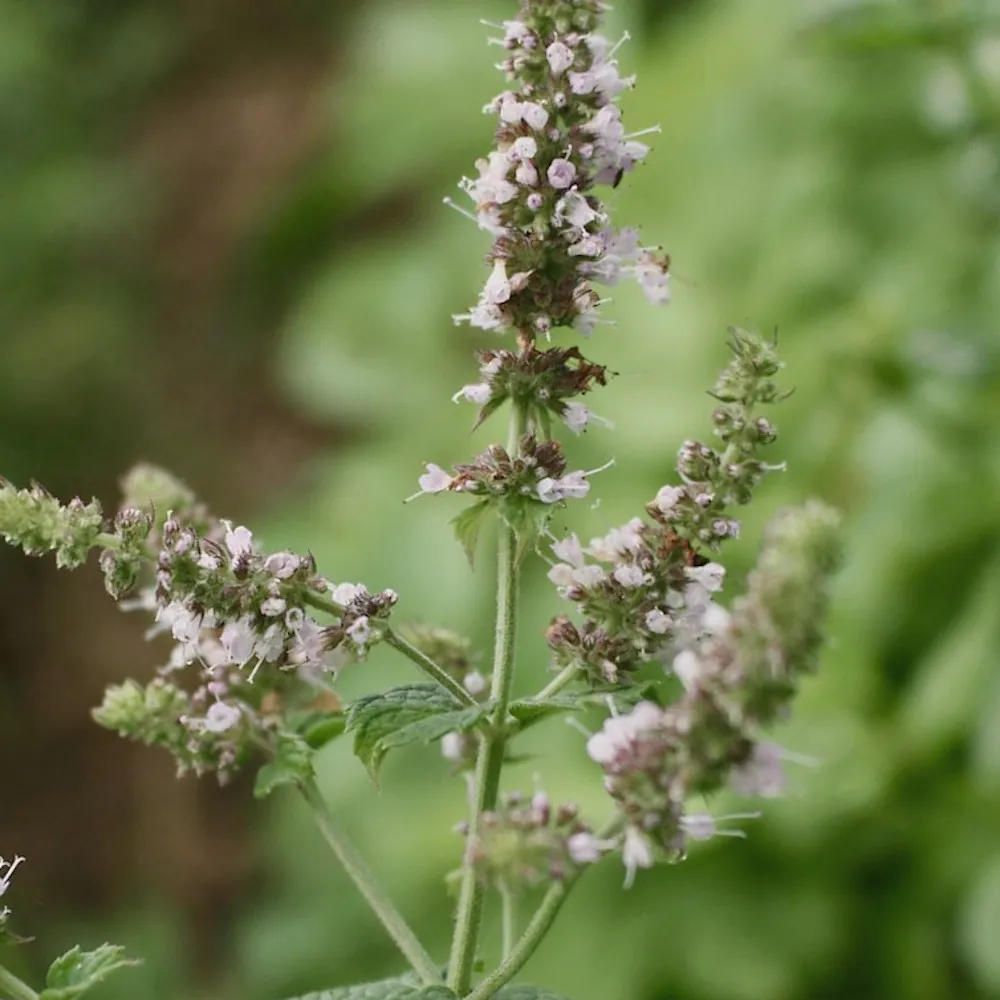 L'image montre une plante de menthe verte (Mentha spicata). Les tiges sont dressées et portent des feuilles vertes opposées, légèrement dentelées. Les inflorescences sont en épis, composées de petites fleurs de couleur blanche à rose pâle. L'arrière-plan est flou, mettant en valeur la plante au premier plan. Cette image met bien en évidence les caractéristiques distinctives de la menthe verte, une plante souvent utilisée en cuisine et en phytothérapie pour ses propriétés aromatiques et médicinales. Superbes détails de la nature!