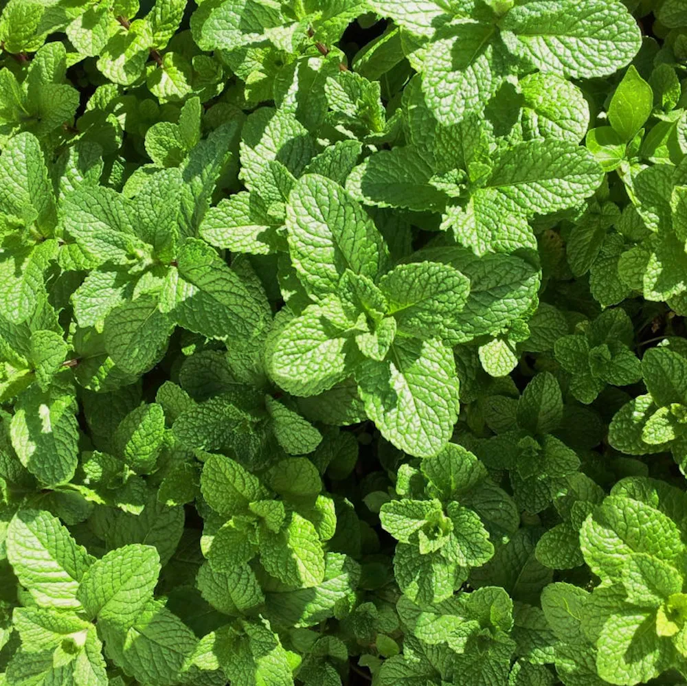 L'image montre un ensemble dense de feuilles de menthe verte. Les feuilles sont de couleur vert vif et ont une texture rugueuse avec des nervures bien définies. La lumière du soleil éclaire certaines parties des feuilles, créant des ombres et des variations de teintes vertes.