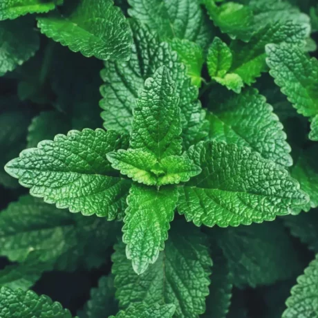 L'image montre des feuilles de menthe verte d'un vert vif avec une texture rugueuse et des bords dentelés. La menthe verte est souvent utilisée en cuisine pour ajouter de la saveur aux plats et aux boissons, et elle est également connue pour ses propriétés médicinales. La disposition des feuilles et leur couleur éclatante rendent cette image visuellement attrayante et mettent en valeur la fraîcheur de la plante. Très tentant pour une infusion fraîche, tu ne trouves pas?