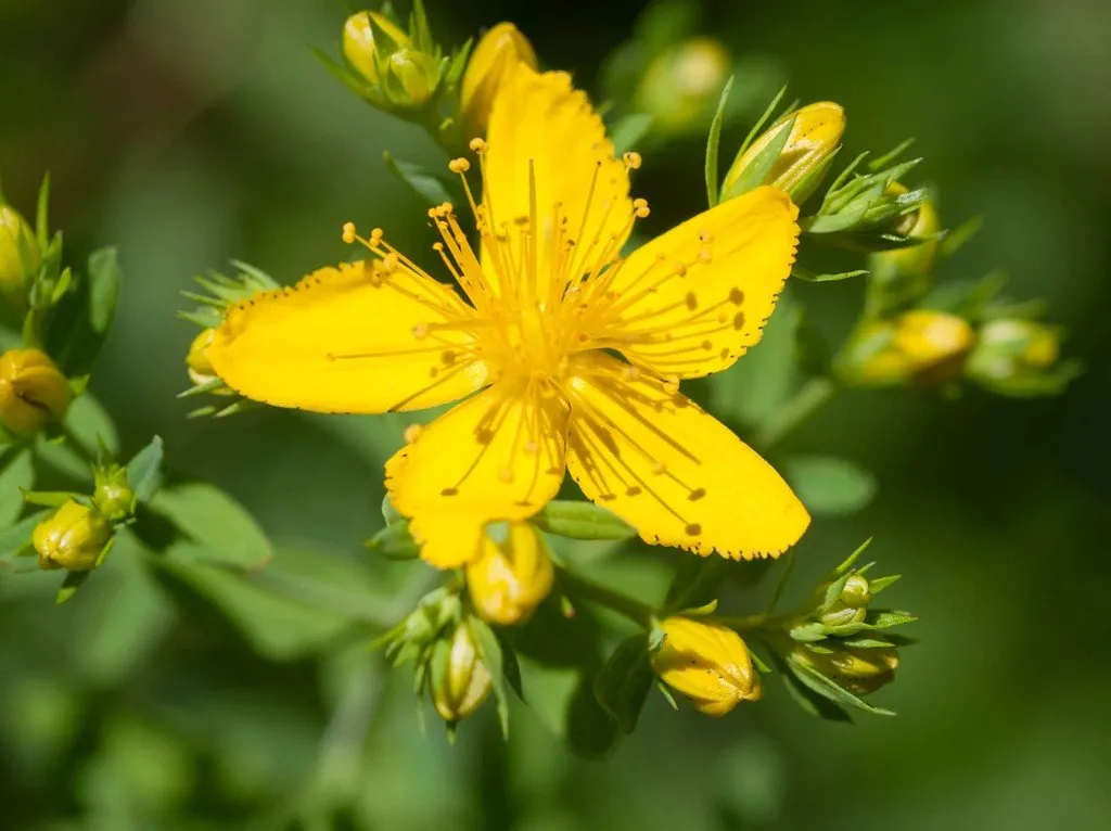 graines biologiques et reproductibles de millepertuis