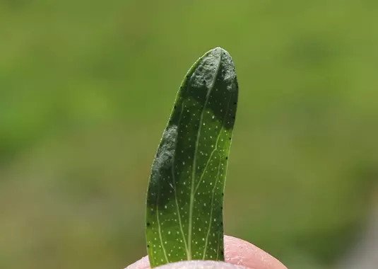 graines biologiques de millepertuis