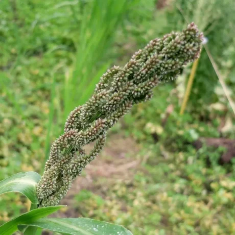 L'image montre une belle panicule de Millet Japonais, elle est verte et pas encore mure