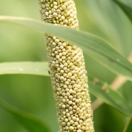 L'image montre un épi de millet perlé