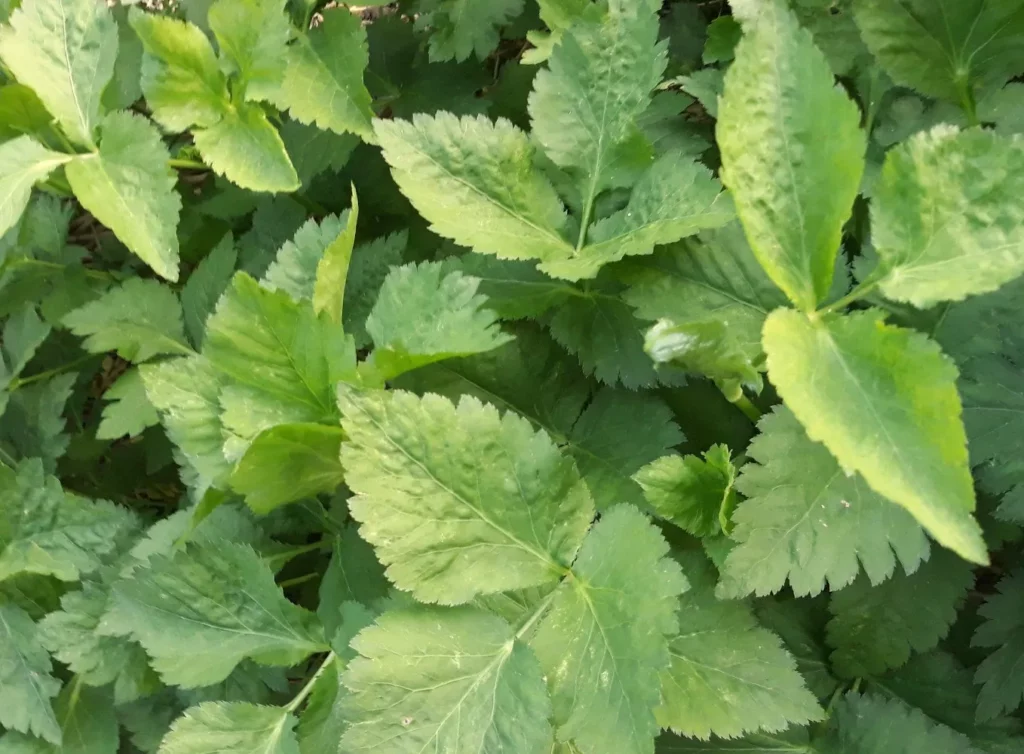 Cette image montre le feuillage vert de la Mitsuba