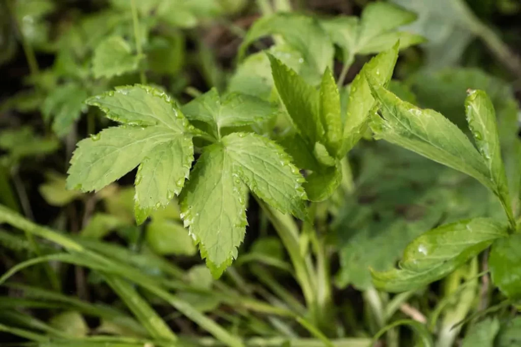 L'image montre une jeune pousse de Mistuba dans le jardin