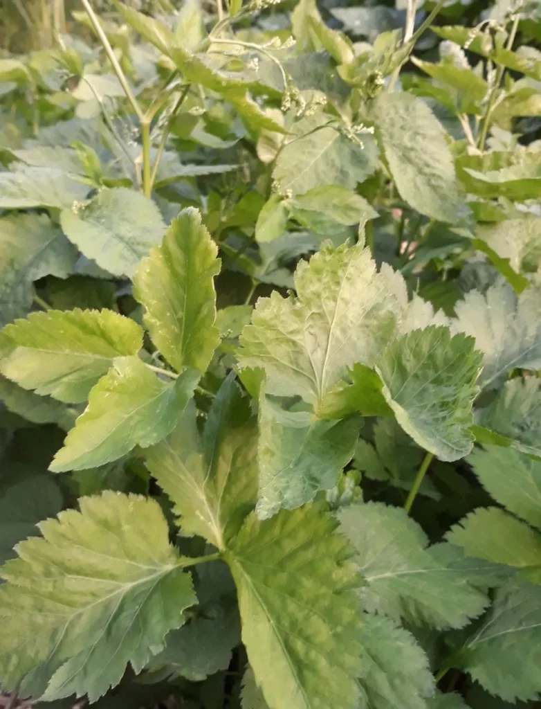 L'image montre des plants de Mitsuba ou persil japonais, on voit le feuillage vert