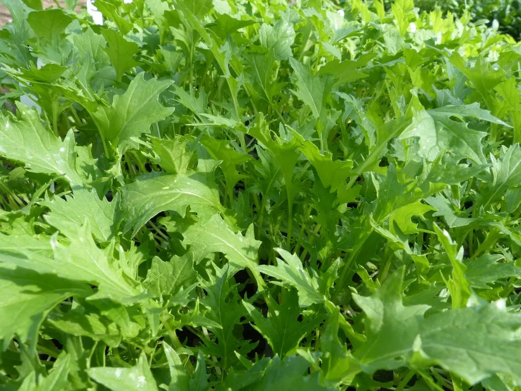 Graines biologiques reproductibles de MIZUNA - Pensez Sauvage