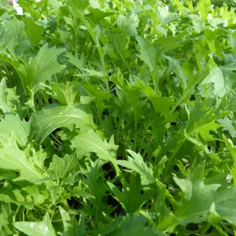 Graines biologiques reproductibles de MIZUNA - Pensez Sauvage
