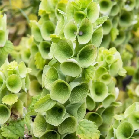 Des plants de molucelle au jardin