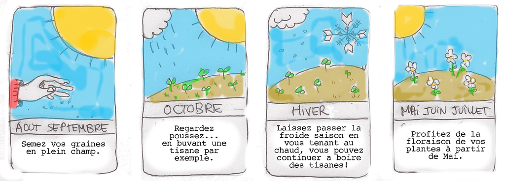 Graines biologiques reproductibles de Monarde didyma - Pensez Sauvage