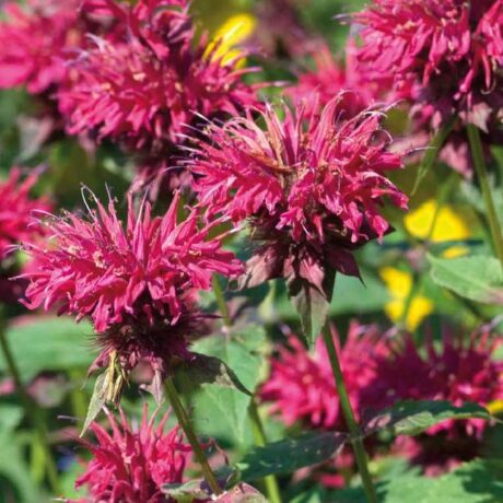 Graines biologiques reproductibles de Monarde didyma - Pensez Sauvage