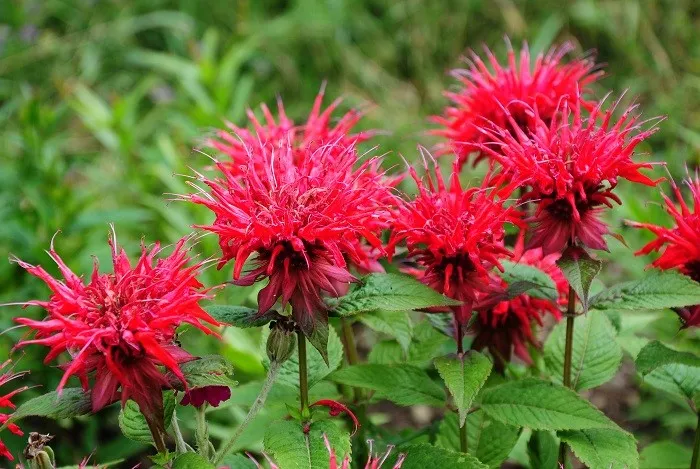 Graines biologiques reproductibles de Monarde didyma - Pensez Sauvage