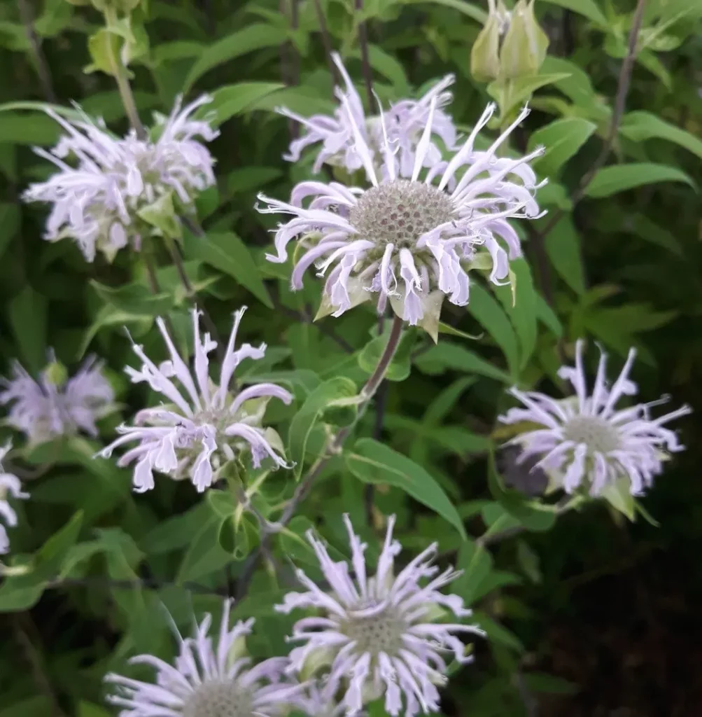 L'image montre un bosquet de monarde fistuleuse, ses fleurs sont violettes claires