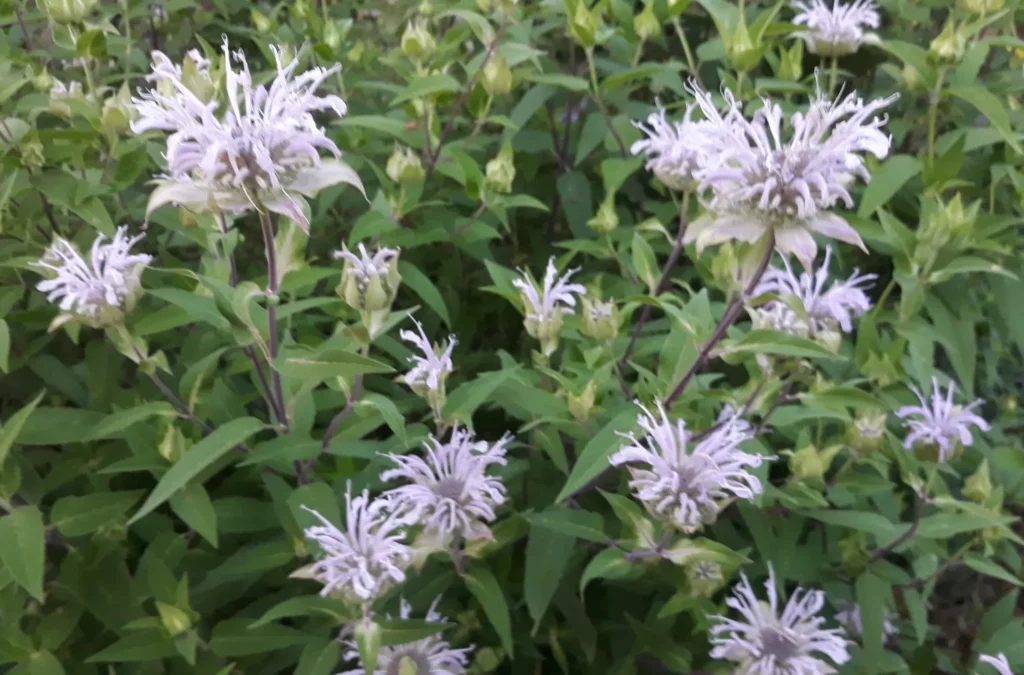L'image nous montre un gros bosquet de monarde fistuleuse