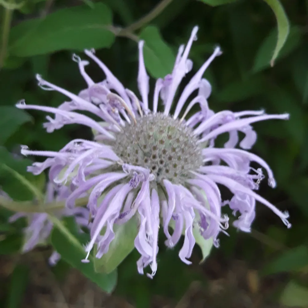 L'image montre un gros plan sur un fleur de monarde fistuleuse