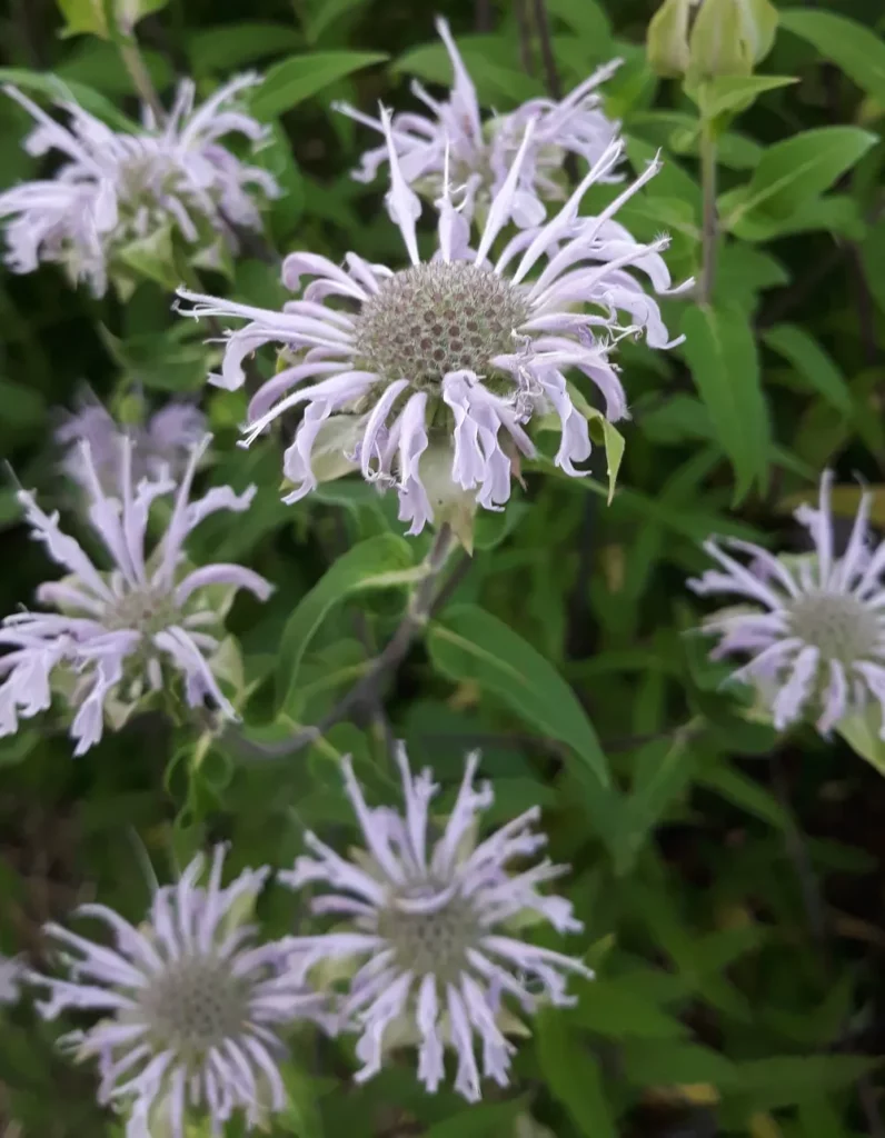 L'image montre un groupe de fleurs de monarde fistuleuse, le groupe à l'air soudé!