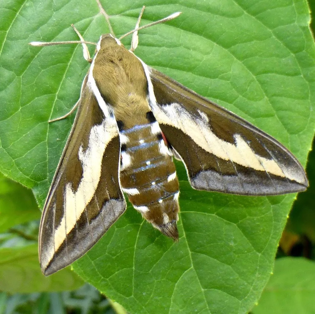 La monarde fistuleuse héberge la chenille du papillon Hyles gallii