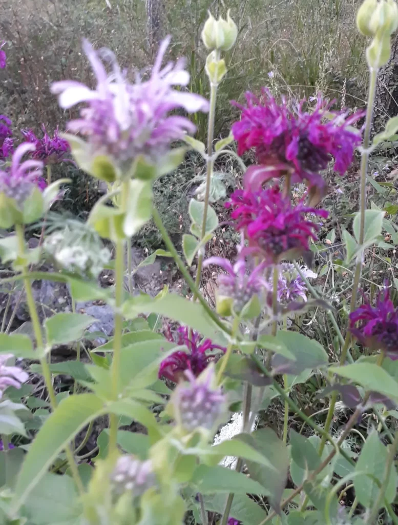L'image montre des plants de monarde en fleurs
