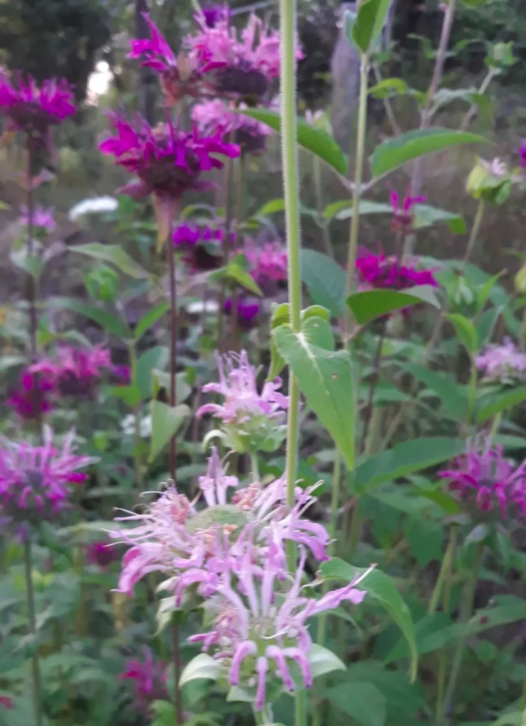 L'image montre un bosquet de monarde en fleur, dans un jardin