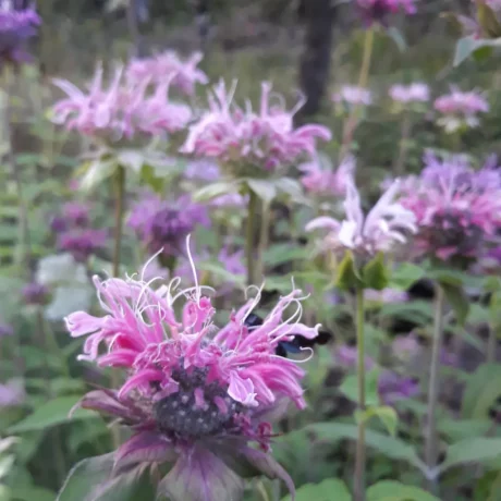 L'image montre plein de fleurs de monarde aux coloris différents
