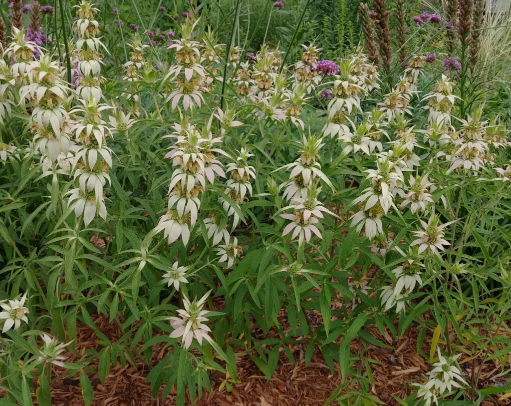 L'image montre un bon gros bosquet de monarde punctata il mesue au moins un mètre cinquante de hauteur