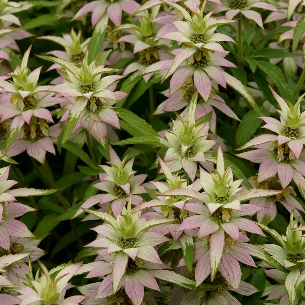 L'image montre un groupe de fleurs de monarde punctata