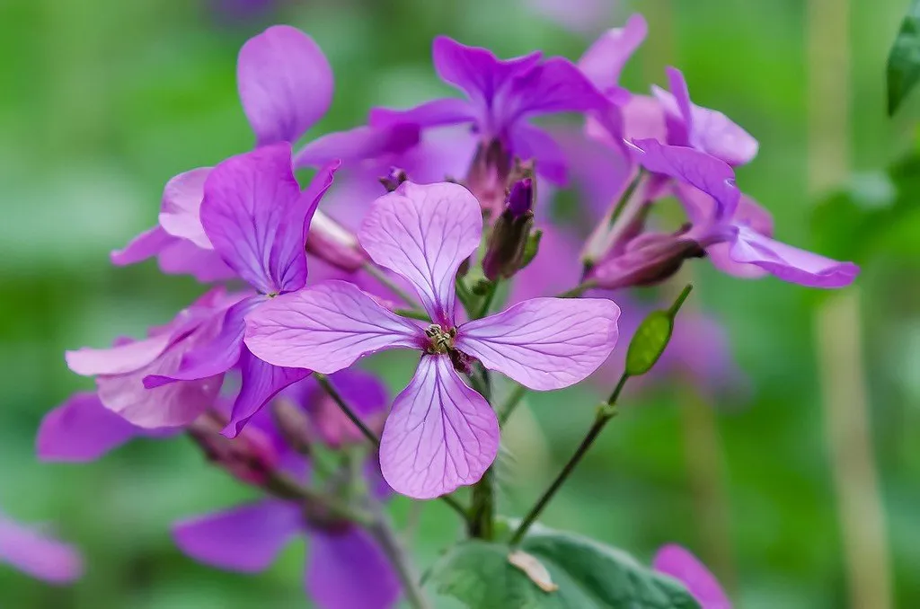La photo nous montre des fleurs violettes de monnaie du pape