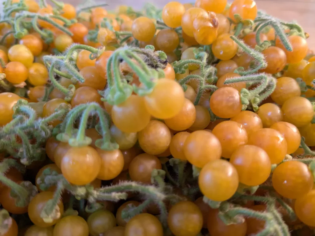 Plein de petites morelles jaunes