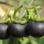 Morelle Noire