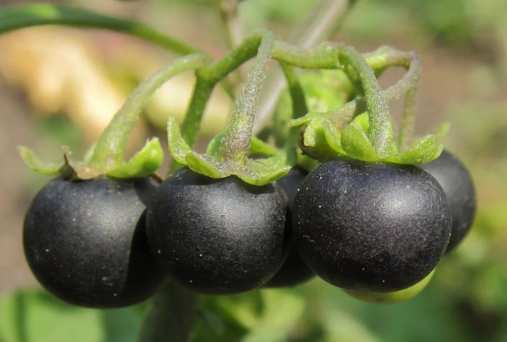 graines biologiques et reproductibles de morelle noire