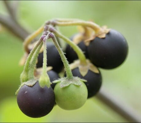 Graines biologiques reproductibles de Morelle Sunberry - Pensez Sauvage